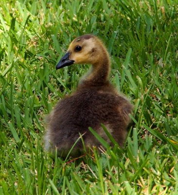[Gosling sits in the grass. It's now taller than the grass around it. Its back is mostly brown fuzz thile its head is yellow with a white yellow patch from its beak to the back of its head.]